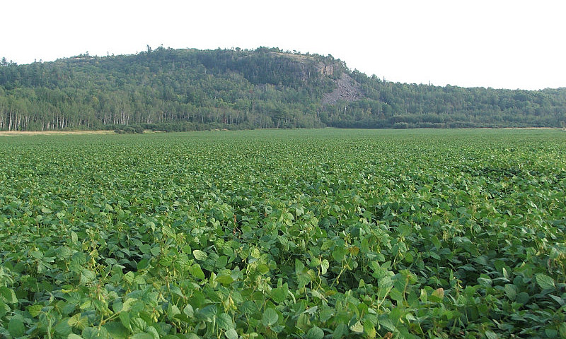320 Acres Farmland -...