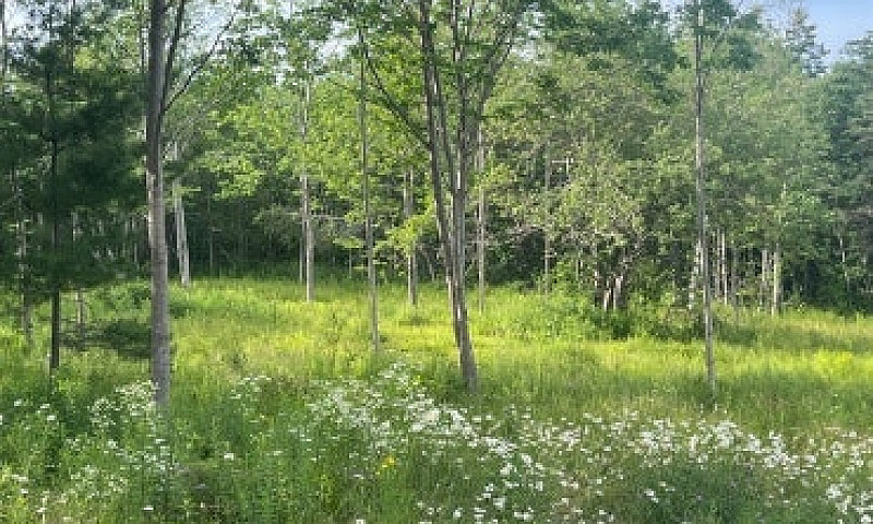 10.5 Acres...