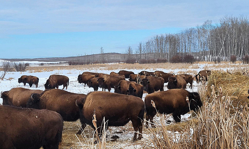 Turnkey Bison Operat...
