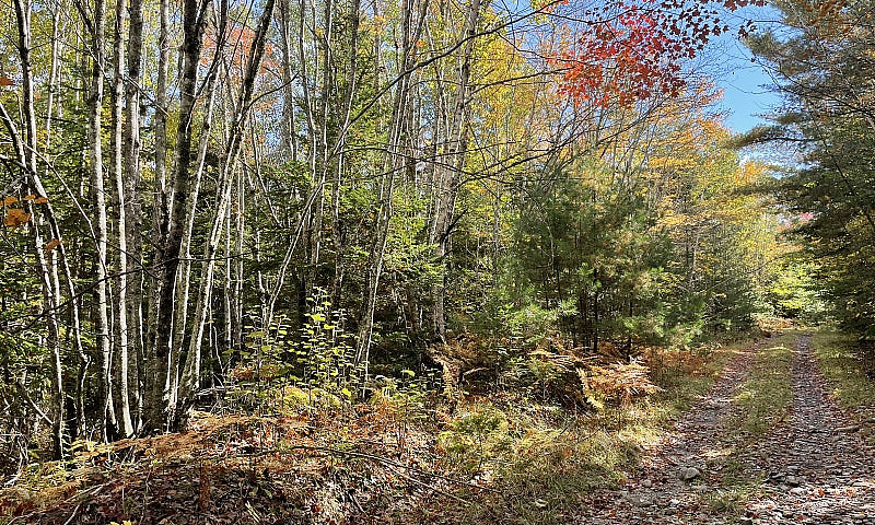 1/4 Acre Near Kejimk...