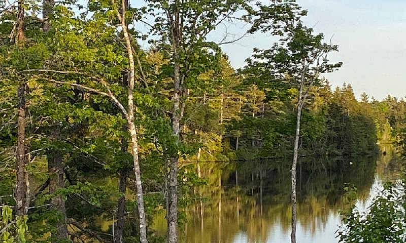 Inland Treed Lots Bl...