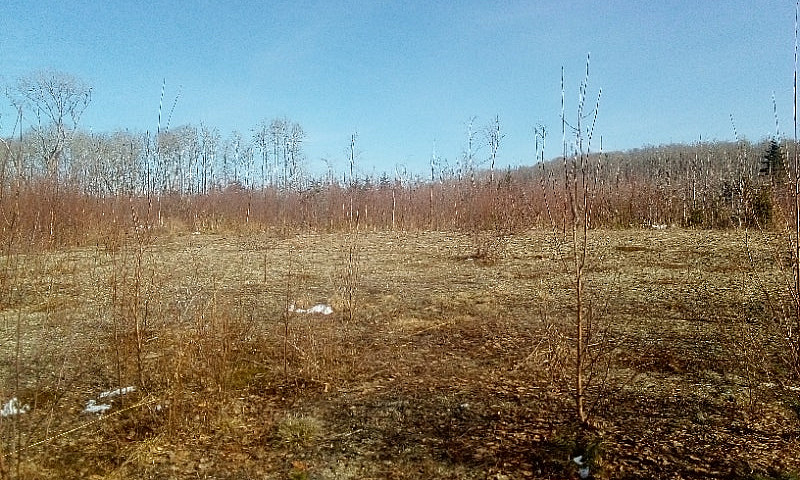 Selling 66 Acres Of ...
