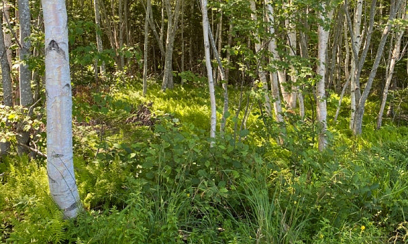 Lot For Sale  Buckla...