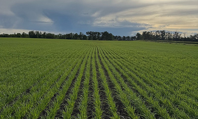 Looking For Farmland...