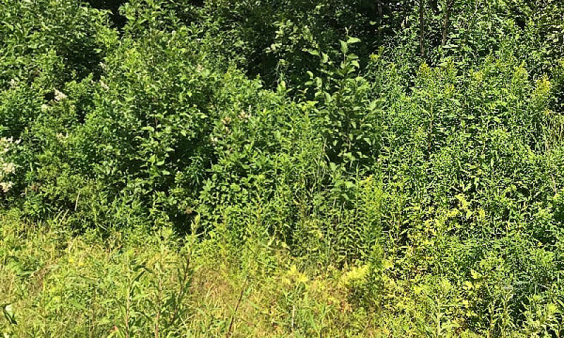 Land Forsale...
