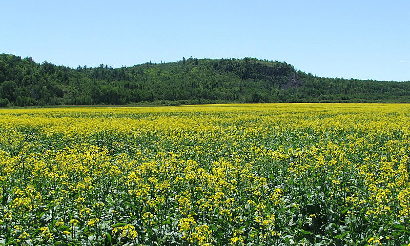 320 Acres Farmland -...