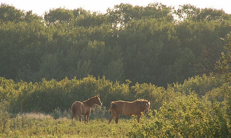 Bluebird Way Rural R...