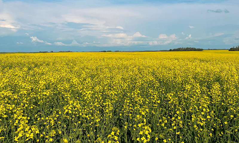 Prime Farm Land In P...