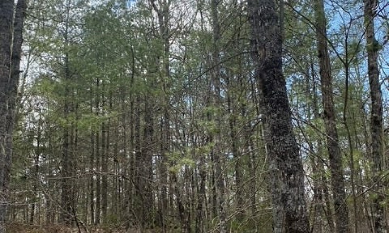 1.2 Acre Lot Molega ...