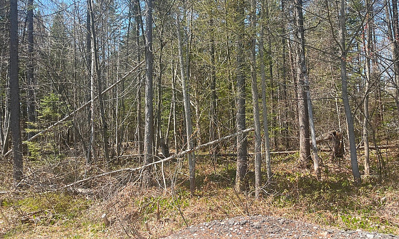 Majestic 13 Acre Par...