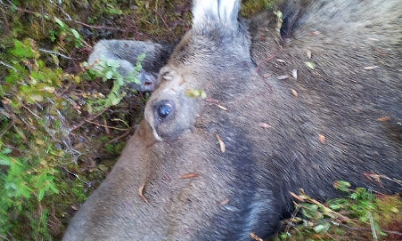 Camp Chasse À Vendre...