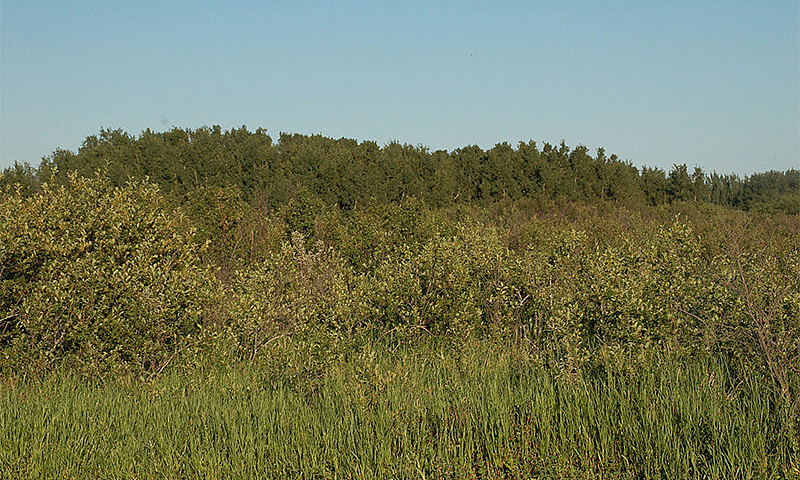 Bluebird Way Country...