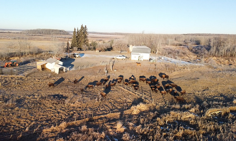 Turnkey Bison Operat...