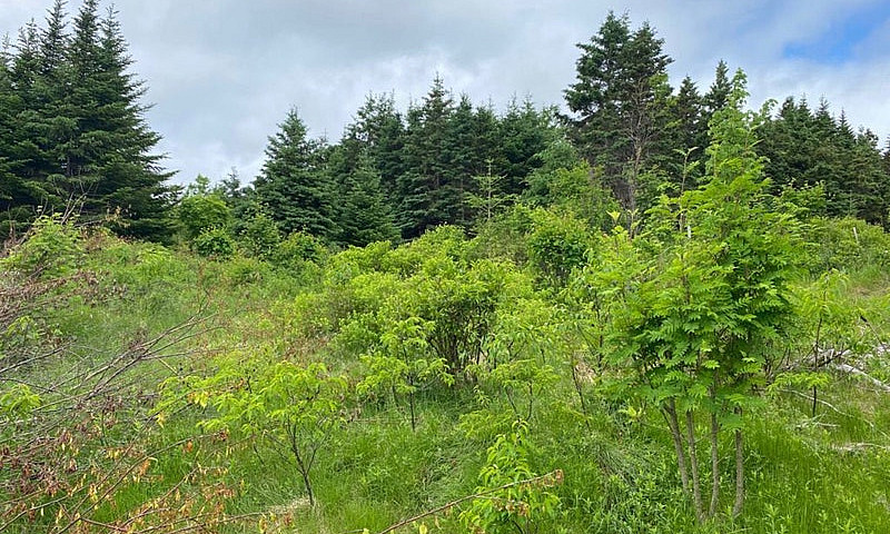 1 Acre Of Land In Be...