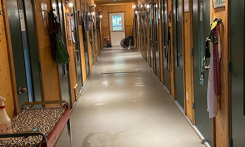 Dog Boarding Bussine...
