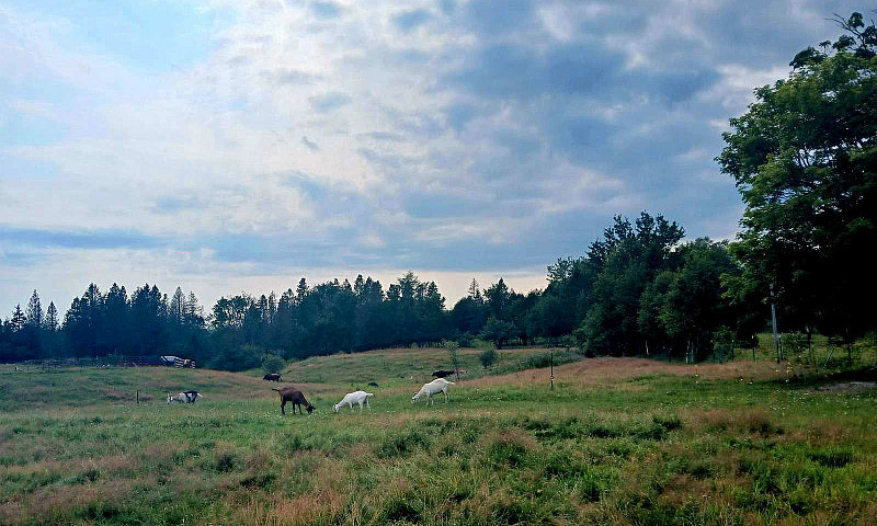 Farm For Sale Huron ...