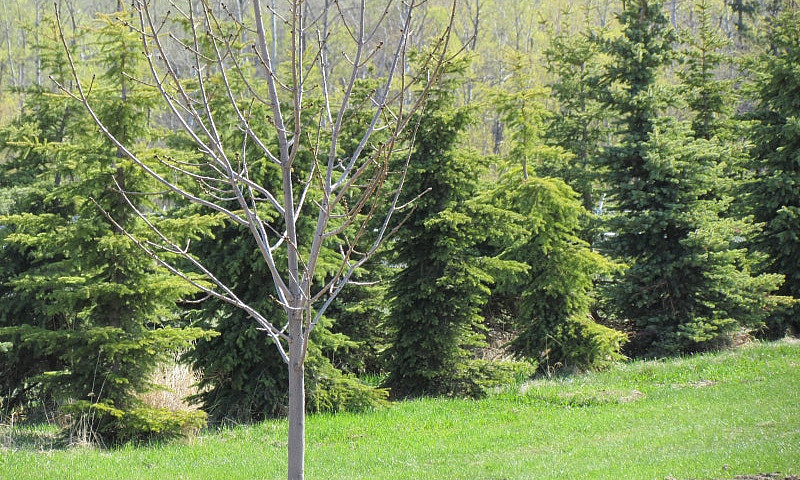 Bare Acreage Lot For...