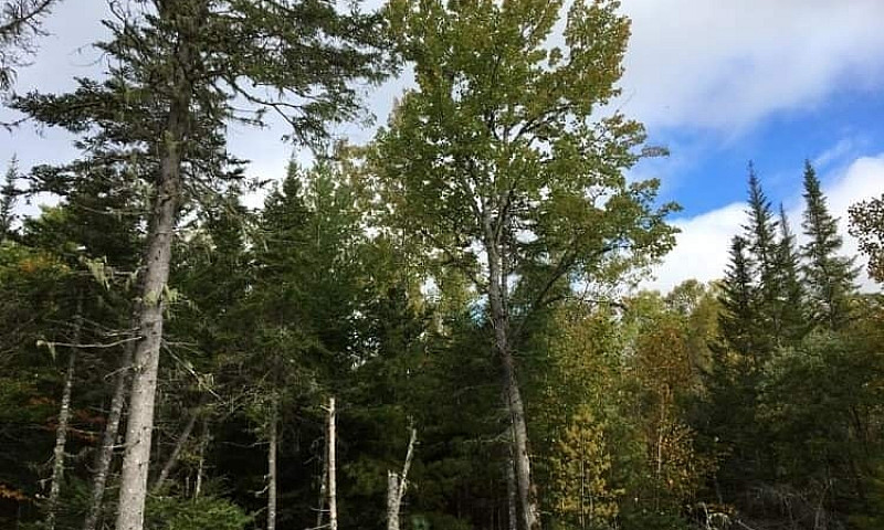 90 + Acres In Hoyt N...