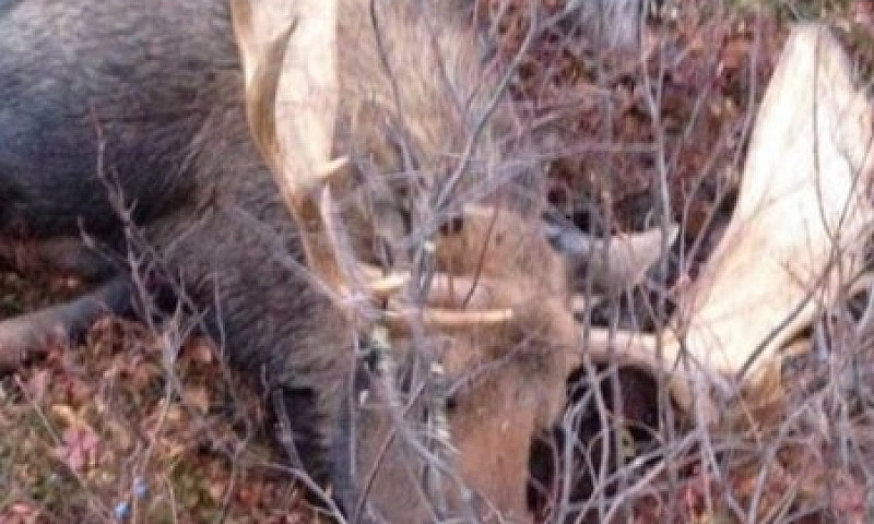 Camp Chasse À Vendre...