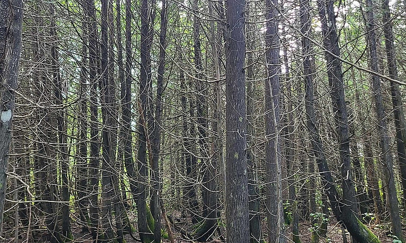 Terre À Bois À Paspé...