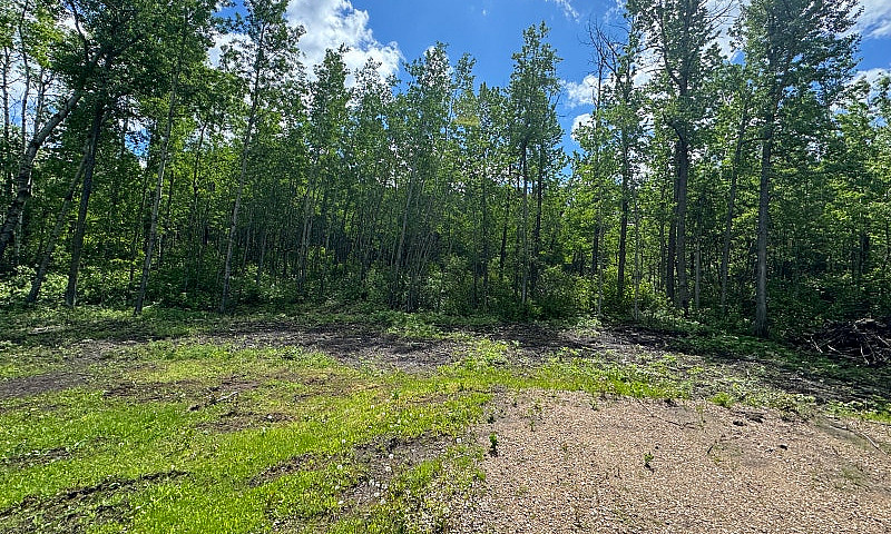 39.5 Acres In Camros...
