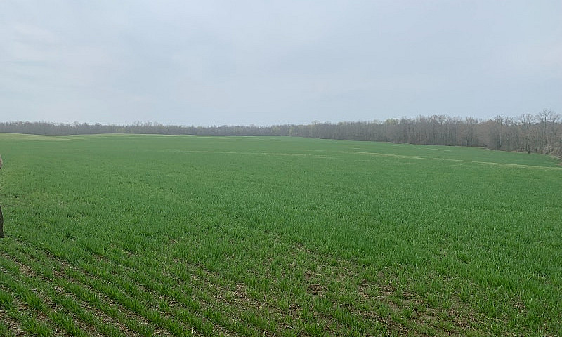 180 Acre Farmland Fo...