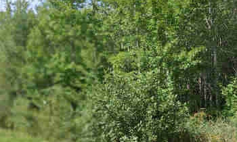 Beautiful Wooded Acr...