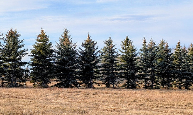 Bare Acreage Lot For...