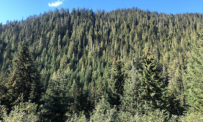 350 Acres Timberland...