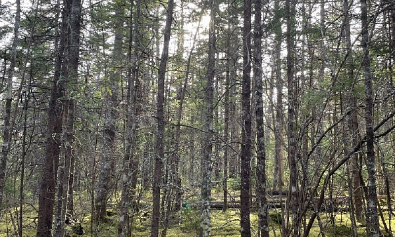 5.4 Acre Lot Loch Lo...
