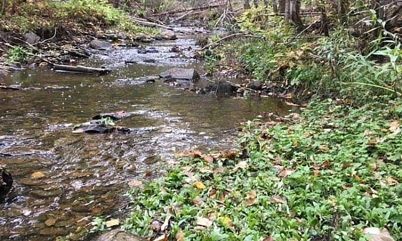 90 + Acres In Hoyt N...