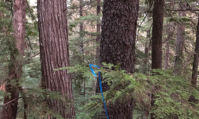 350 Acres Timberland...
