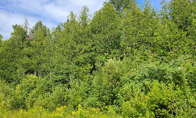 Terre À Bois À Paspé...
