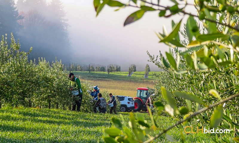 73.67 Acre Olive Far...