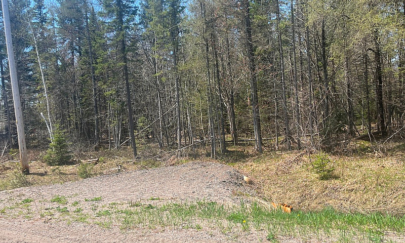 Lush Rural 13 Acre B...