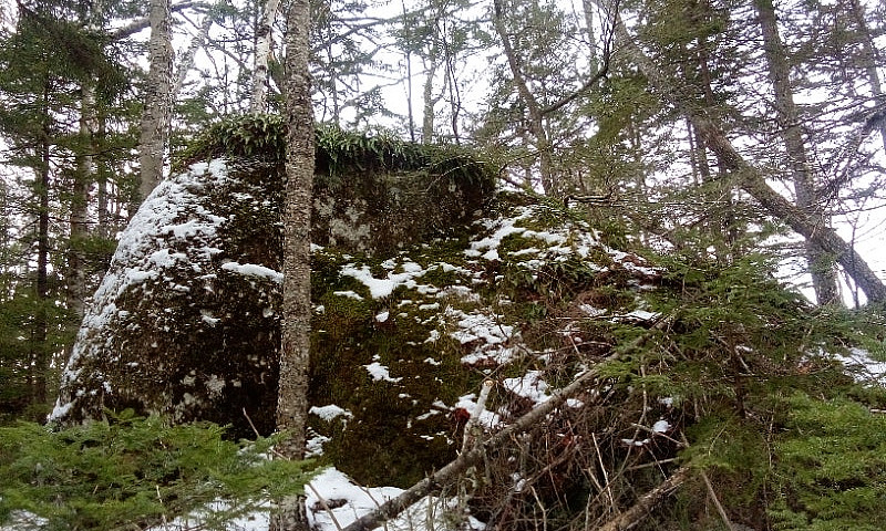 Selling 66 Acres Of ...