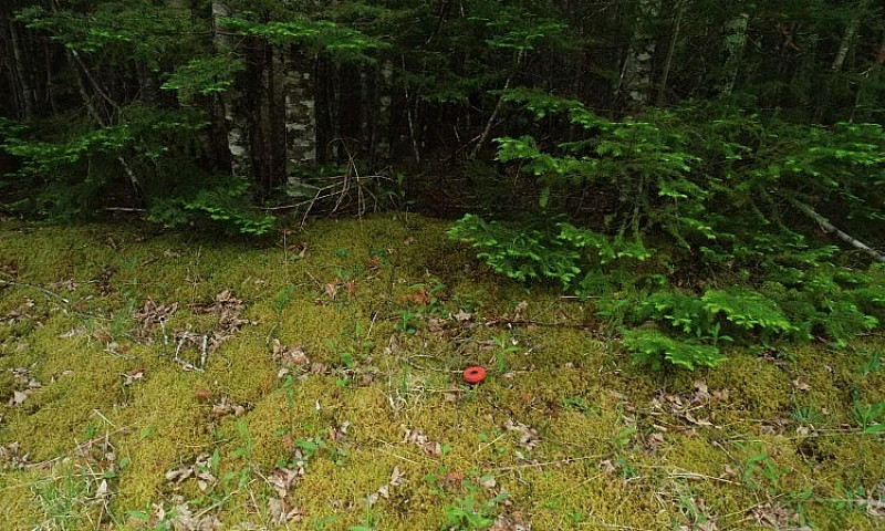 25 Acres With Lots O...