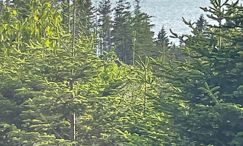10 Acres Overlooking...