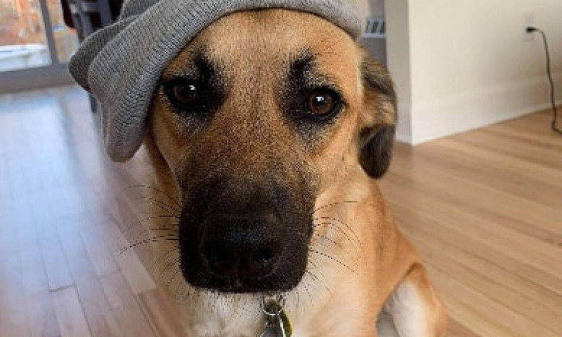Appartement Chien Ac...