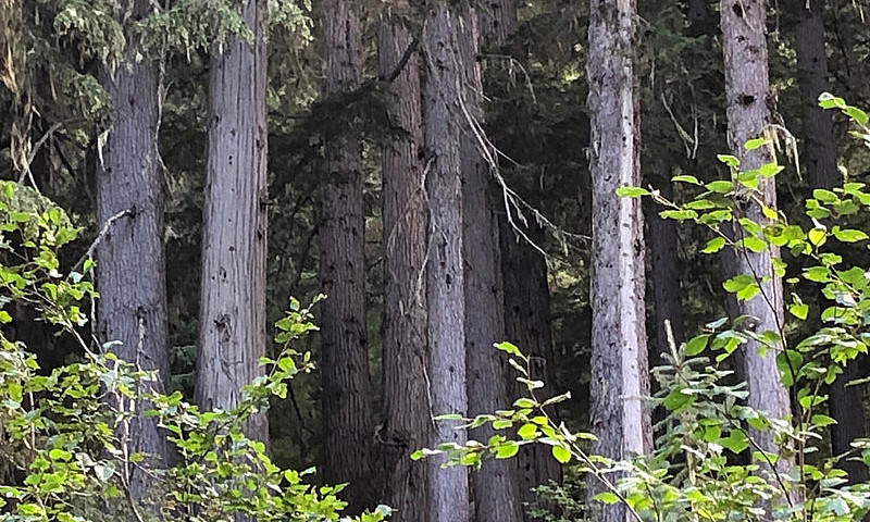 350 Acres Timberland...
