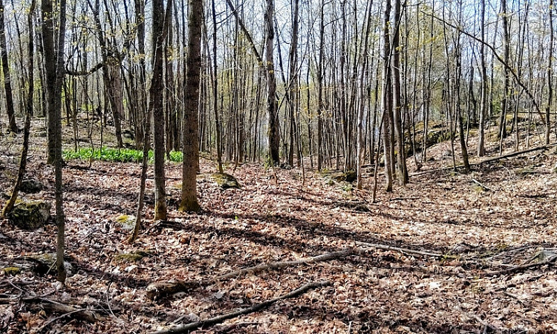 4.95 Acres For Sale ...