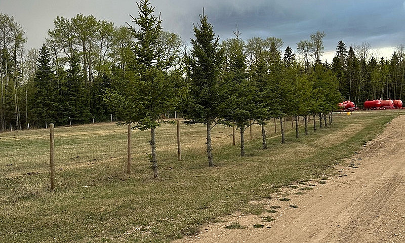 Webster Alberta Acer...