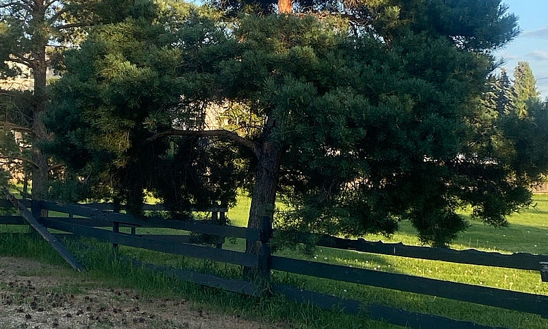 Fence Boards & Posts...
