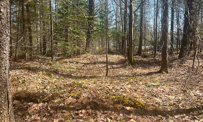 Lush Rural 13 Acre B...