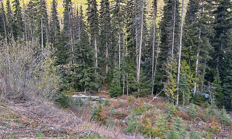 Quartz Creek Placer ...