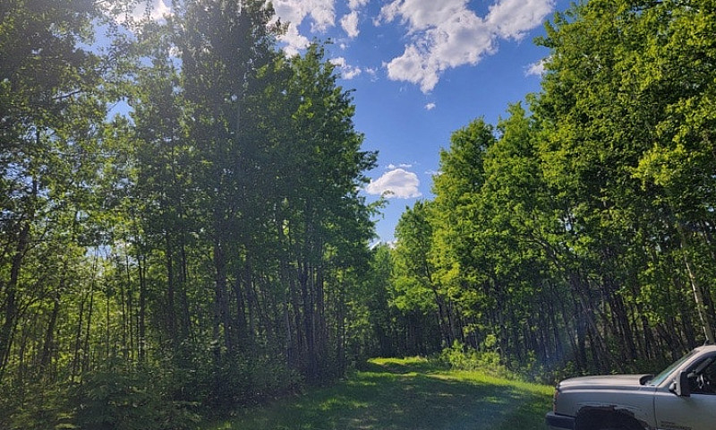 39.5 Acres In Camros...