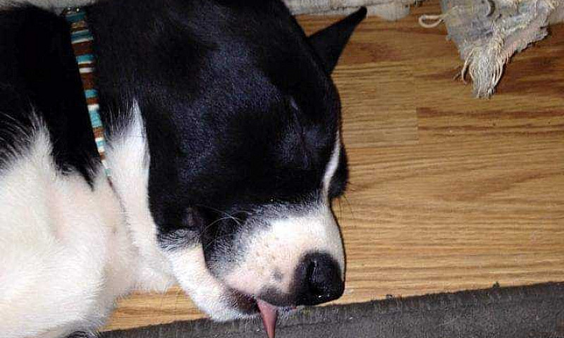 Iso Pet Friendly Ver...