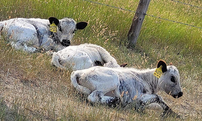 Looking For 5+ Acres...