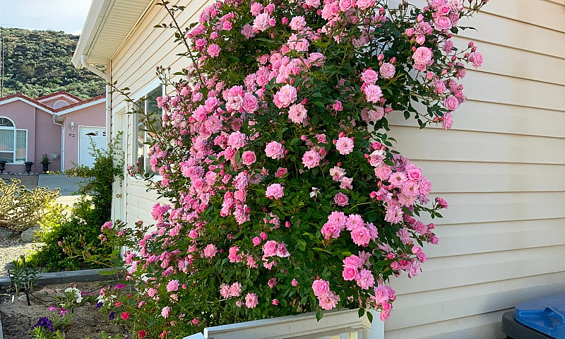 Beautiful Rancher In...