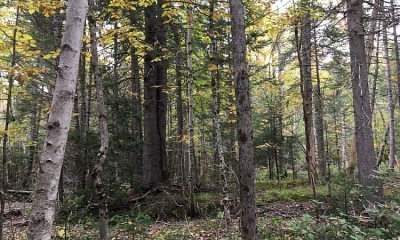 90 + Acres In Hoyt N...